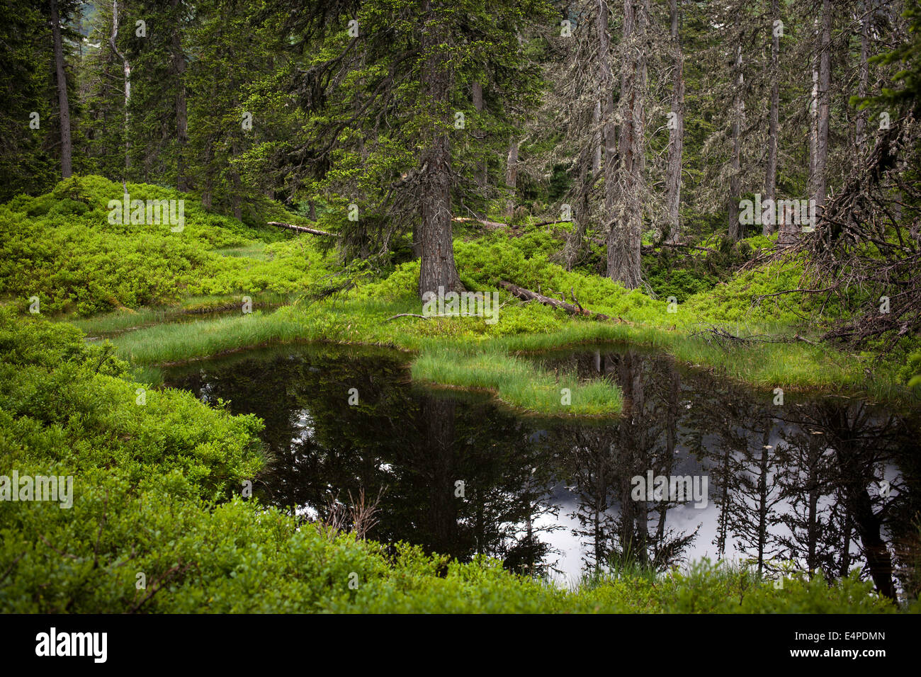 Rauris Jungle, rockslide forest and alpine peat bog, Rauris Valley, High Tauern National Park, Alps, Kolm Saigurn, Rauris Stock Photo