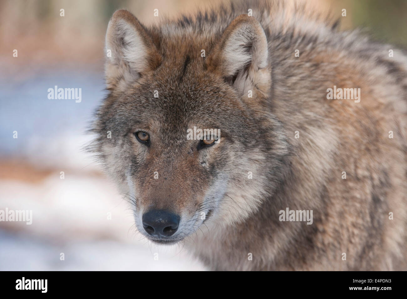 Wolf (Canis lupus), captive, Bavaria, Germany Stock Photo