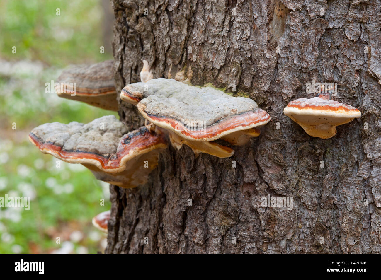 Red Banded Polypore (Fomitopsis pinicola), Hainich National Park, Thuringia, Germany Stock Photo