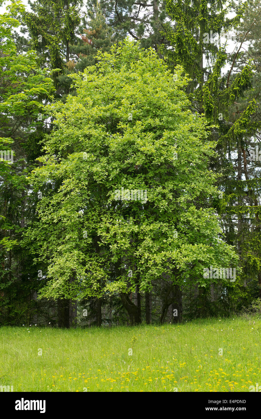 Common Whitebeam (Sorbus aria), Thuringia, Germany Stock Photo