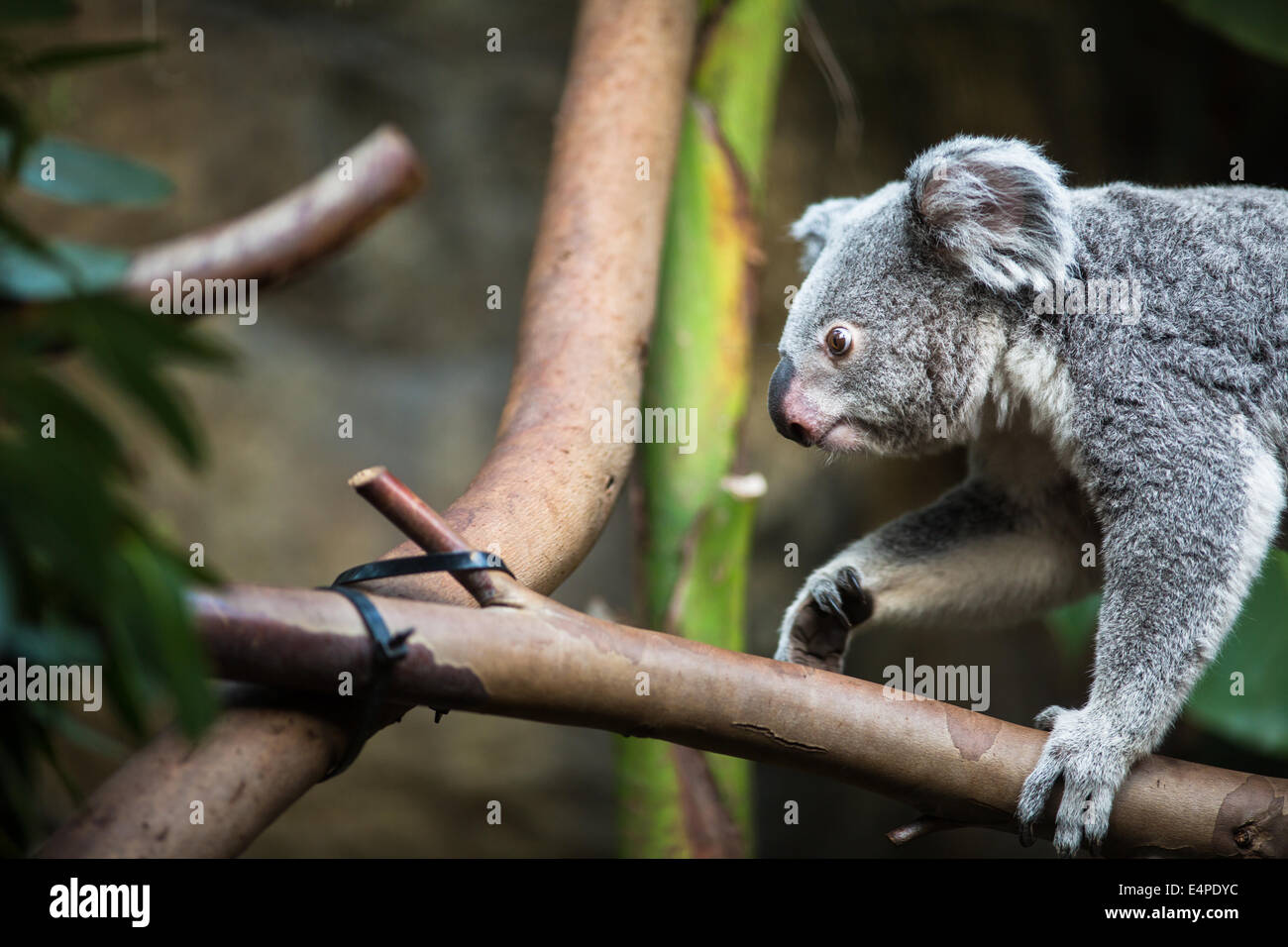 Koala on a tree with bush green background Stock Photo