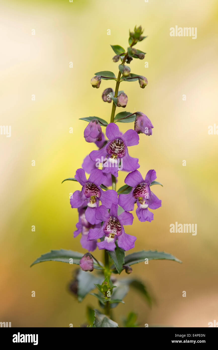 Angelface hi-res stock photography and images - Alamy