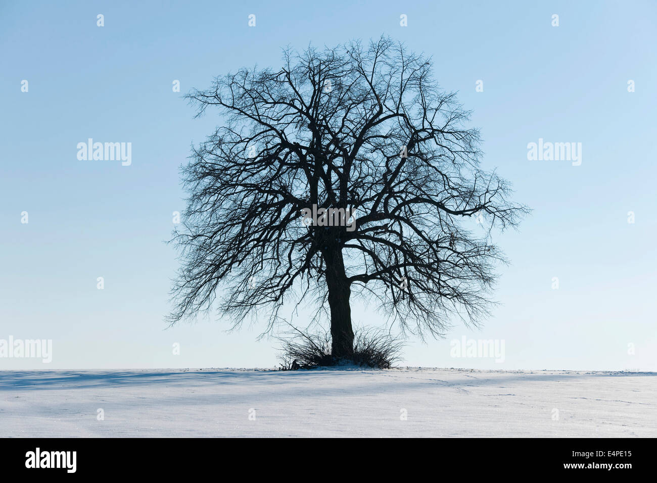 Solitary Lime Tree (Tilia spp.), on a snow-covered field, Thuringia, Germany Stock Photo