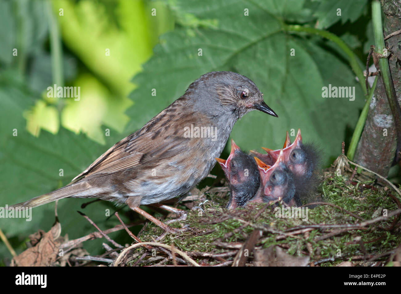 Dunnock (Prunella modularis) at nest with young birds, Baden-Württemberg, Germany Stock Photo