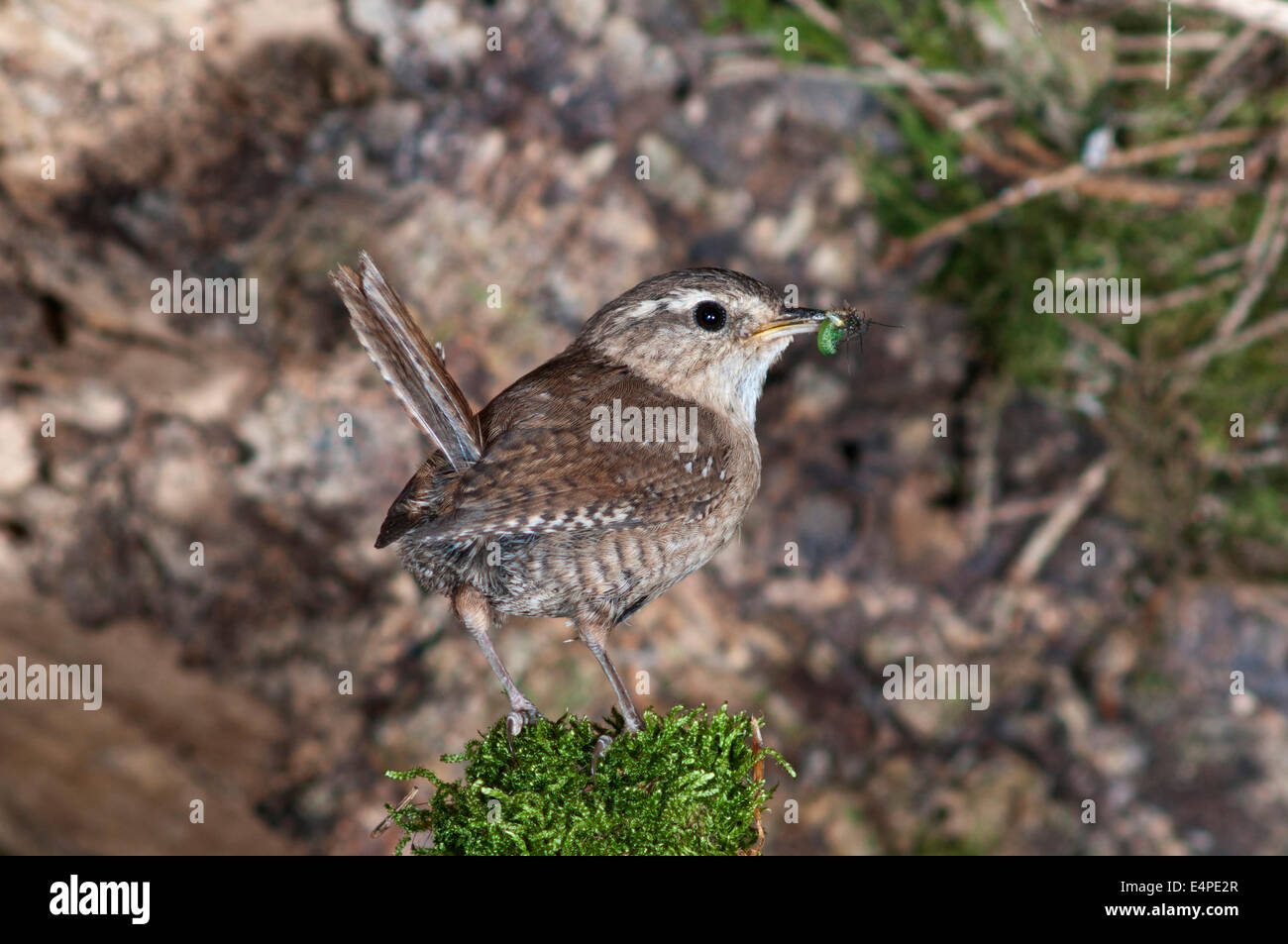 Wren (Troglodytes troglodytes) with food for young birds, Baden-Württemberg, Germany Stock Photo