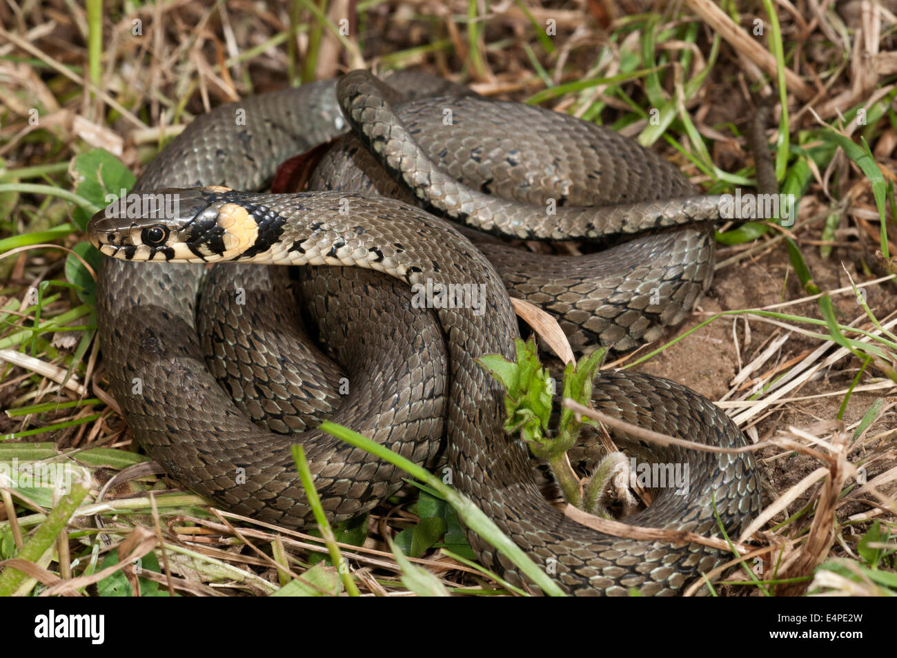 Grass Snake Natrix Natrix Playing Dead Stock Photo 164627012