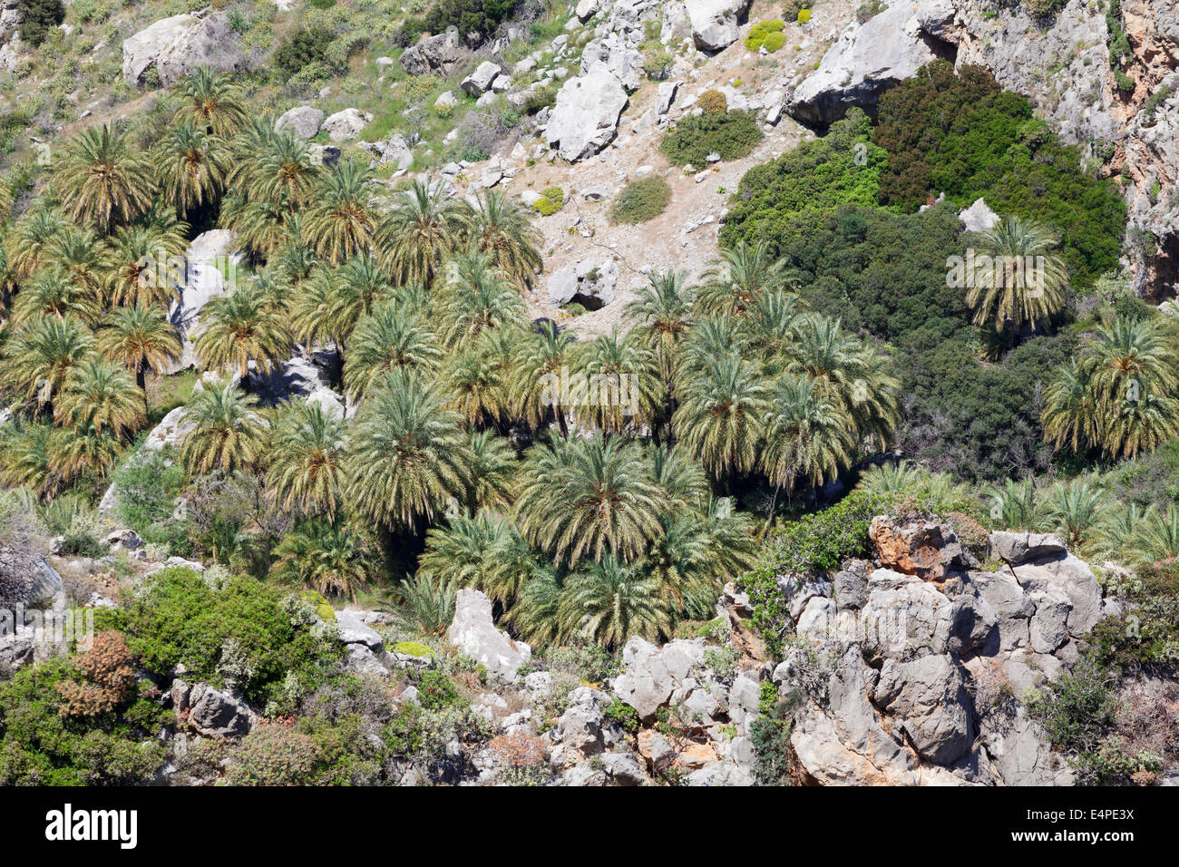 Palm canyon in Preveli, Rethymno, Crete, Greece Stock Photo