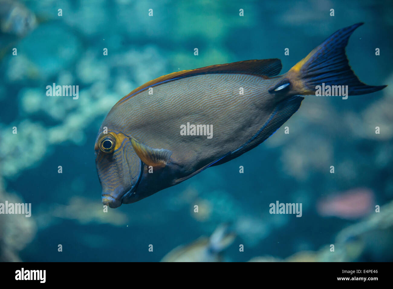 Eyestripe Surgeonfish (Acanthurus dussumieri) Stock Photo