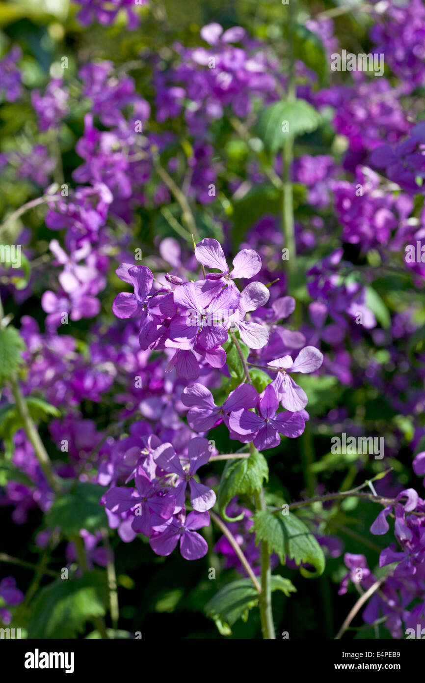 Lunaria annua - Annual Honesty Stock Photo