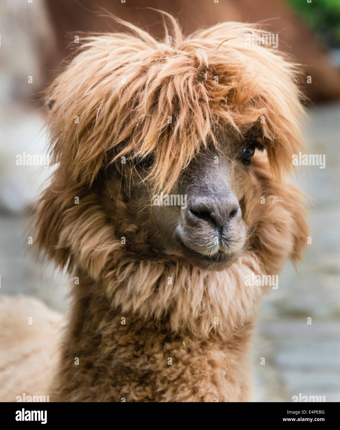Llama (Lama glama), animal portrait Stock Photo