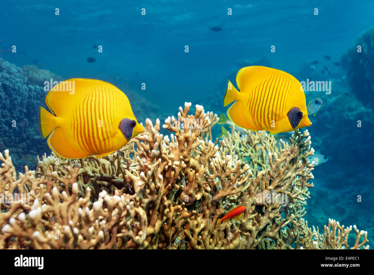 Bluecheek butterflyfish (Chaetodon semilarvatus), over fire coral, Red Sea, Egypt Stock Photo