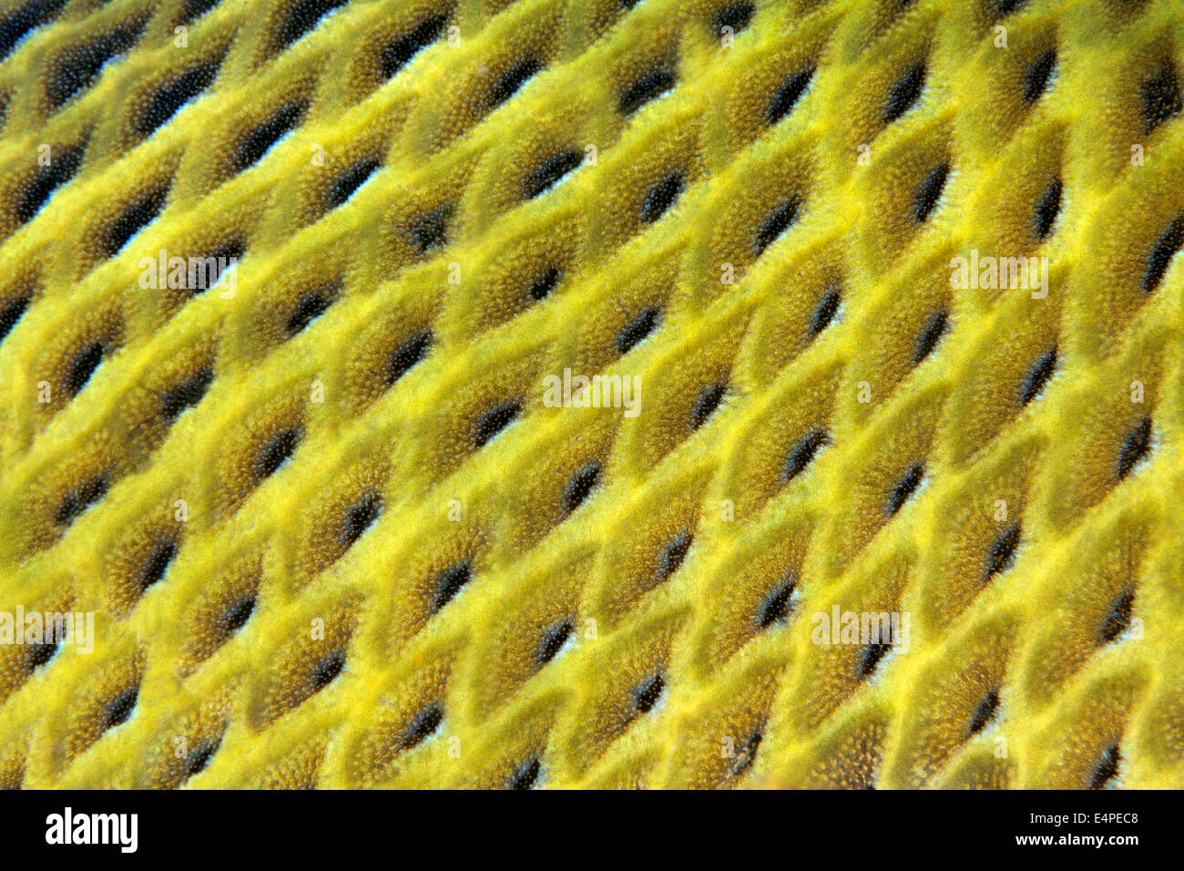 Scales, Titan triggerfish (Balistoides viridescens), Red Sea, Egypt Stock Photo