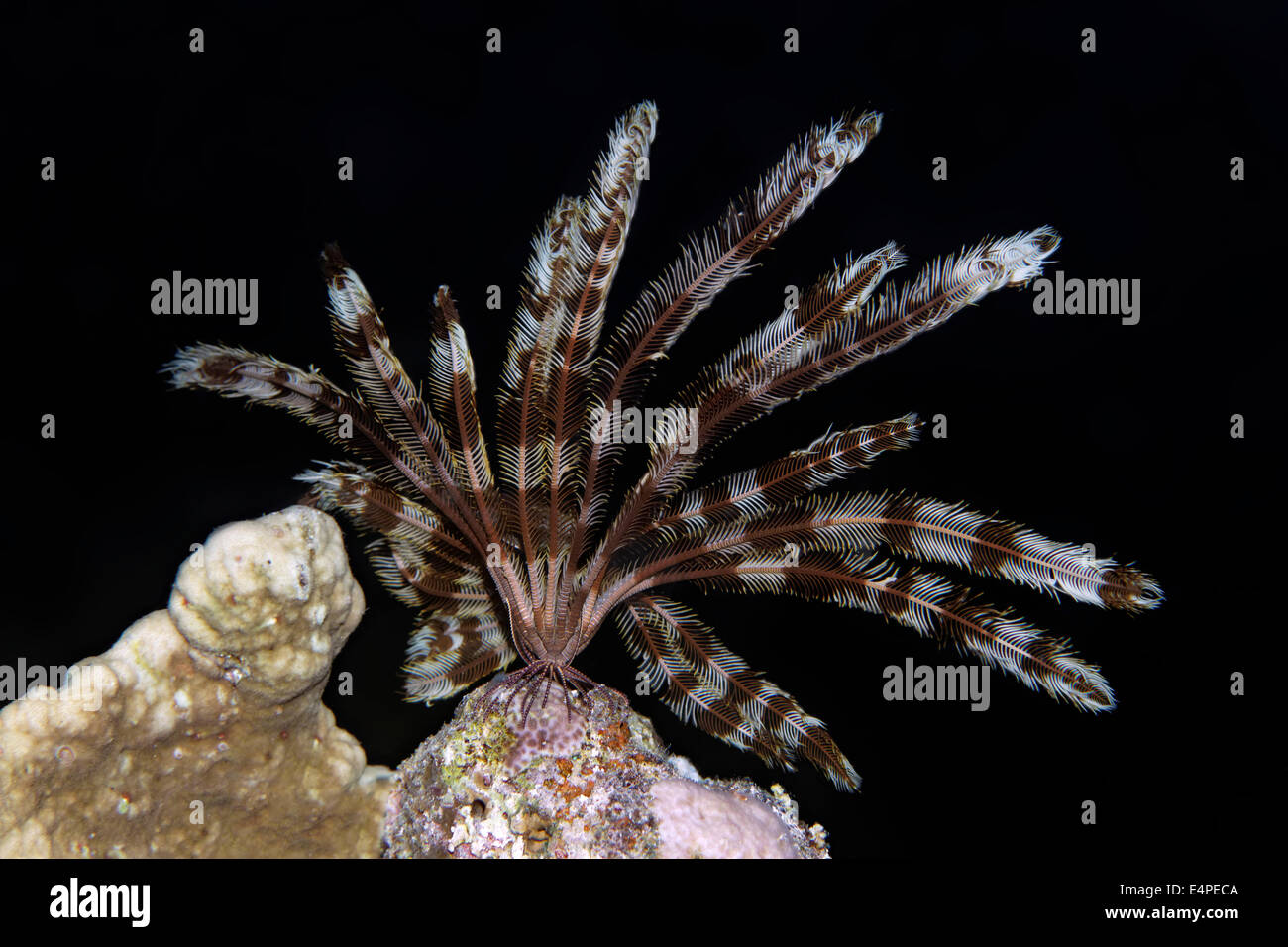 Klunzinger feather star (Lamprometra klunzingeri), nocturnal, on stony coral, Red Sea, Egypt Stock Photo