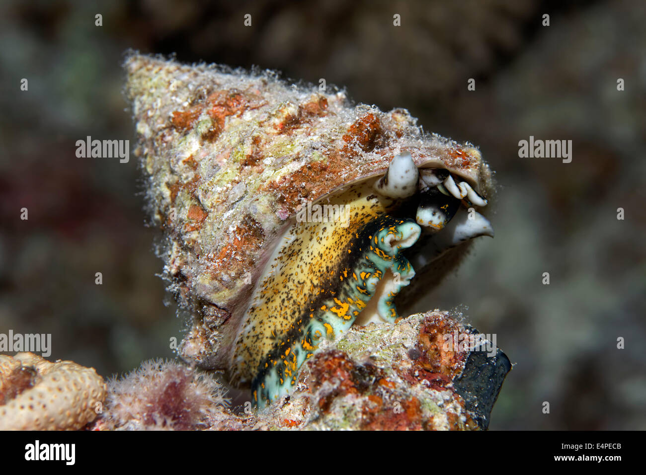 Top snail (Trochidae), Red Sea, Egypt Stock Photo