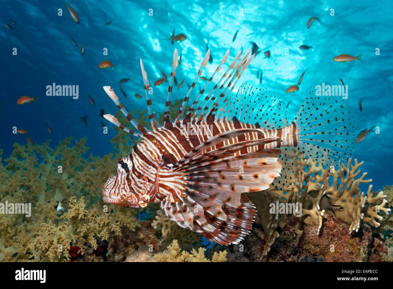 Red Lionfish (Pterois volitans), hunting for anthias (Antiinae), Red Sea, Egypt Stock Photo