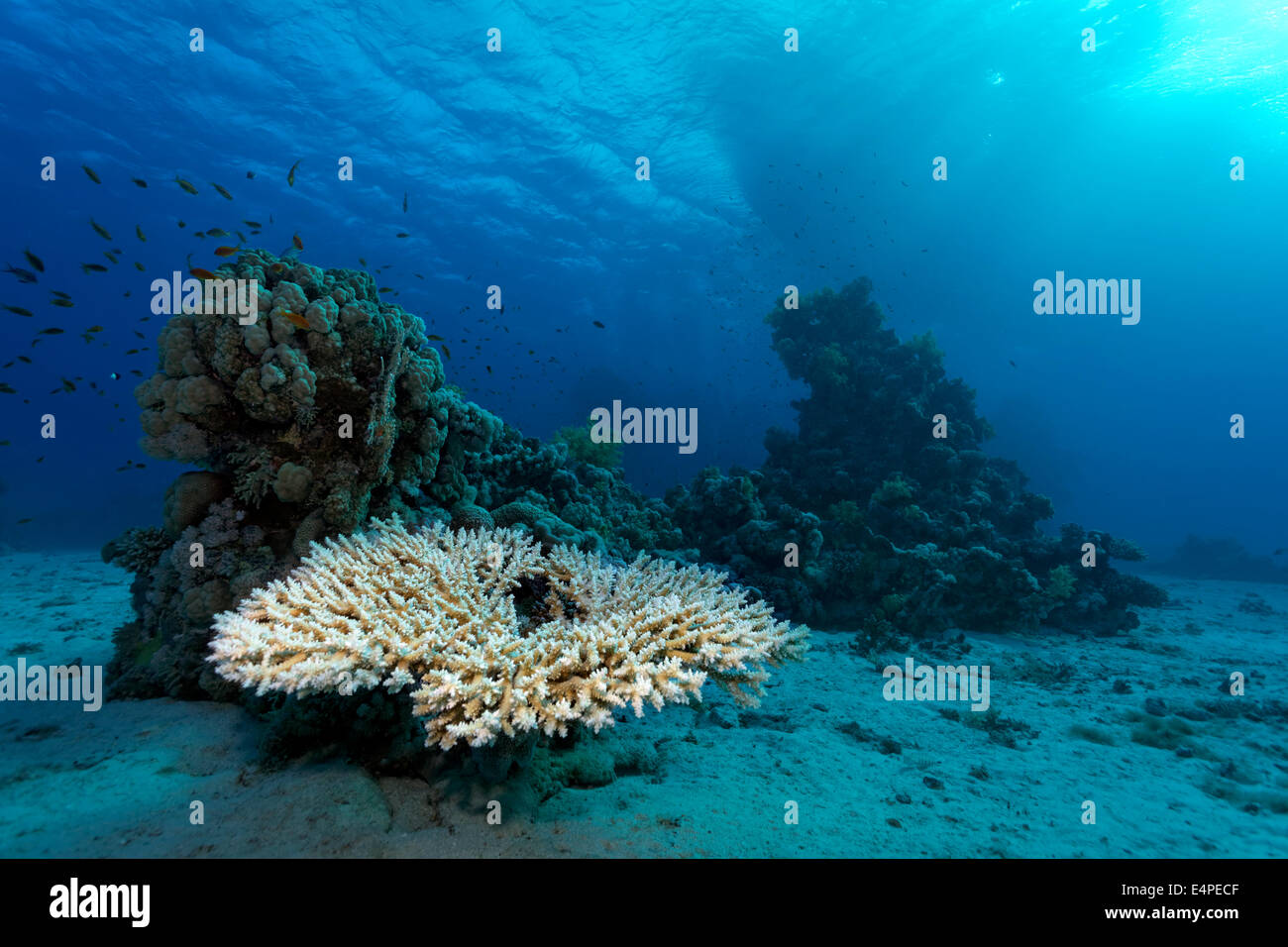 Agropora table coral (Agropora sp.) on small coral reef in the sandy ground, Red Sea, Egypt Stock Photo