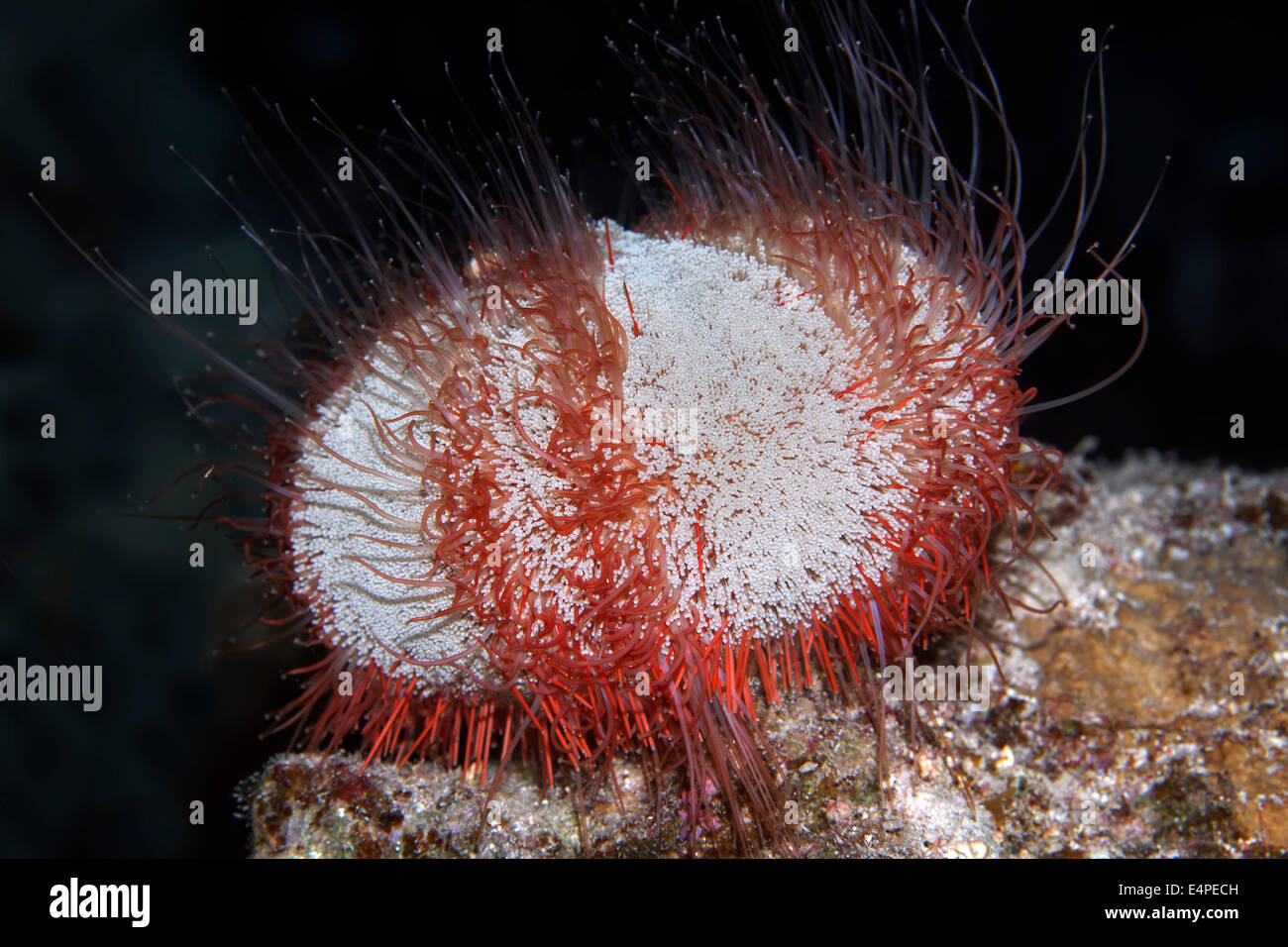 Nocturnal Collector urchin (Tripneustes gratilla), Red Sea, Egypt Stock Photo