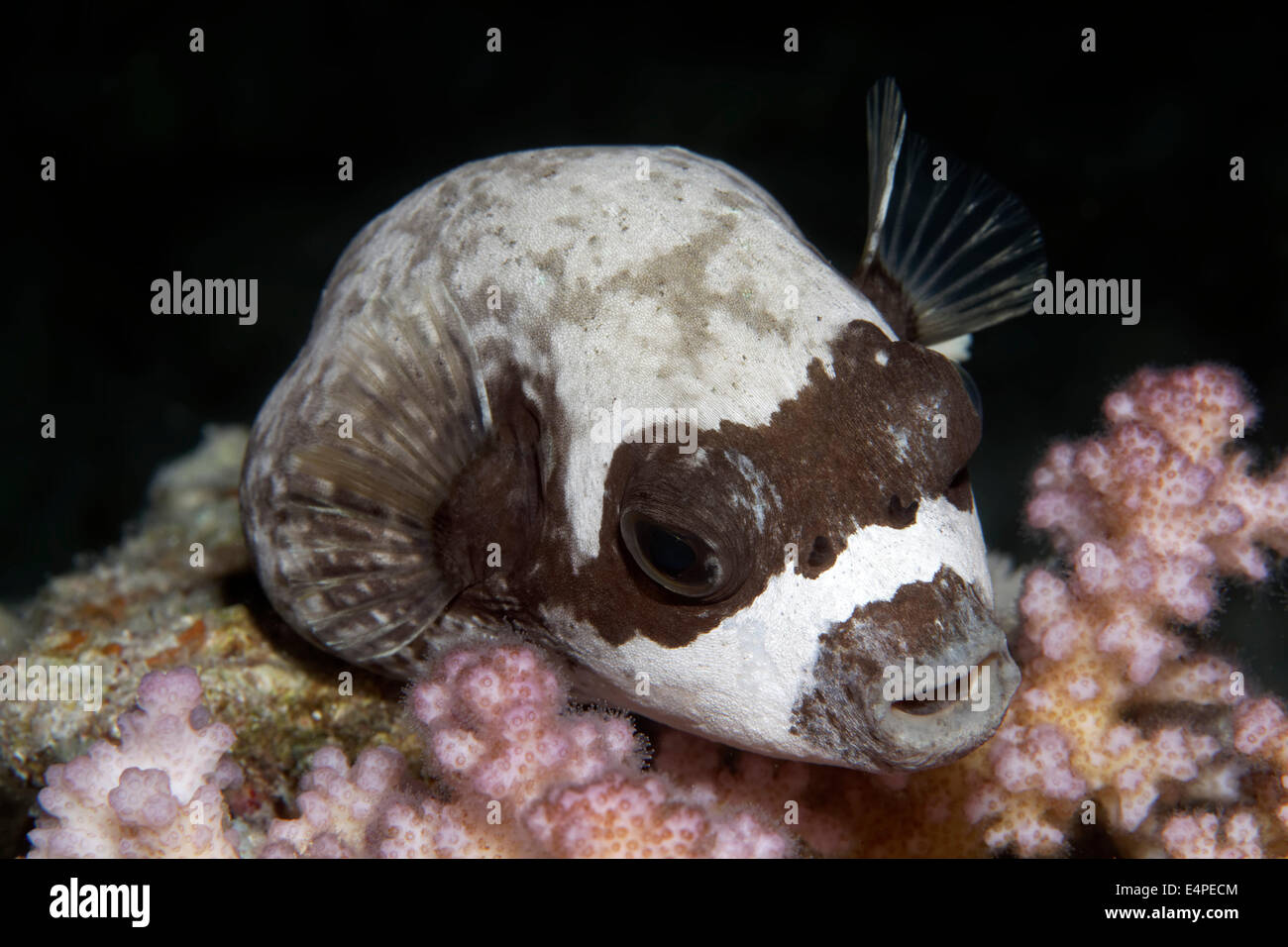 Puffer arothron diadematus rests on hires stock photography and images