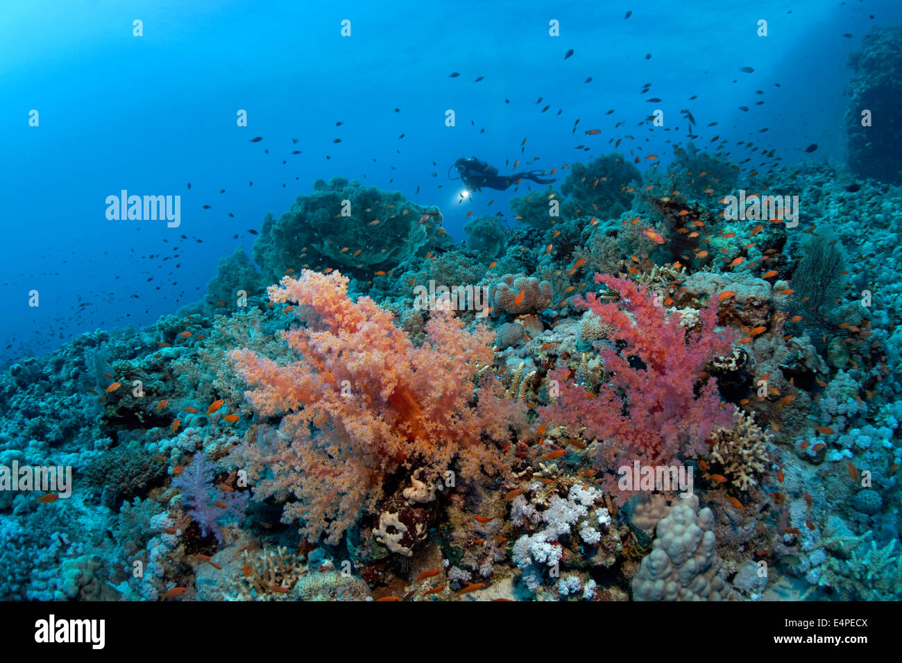 Scuba diver swimming above the corals of the densely overgrown eastern plateau of dive site Shaab Sharm, Klunzinger's Soft Stock Photo