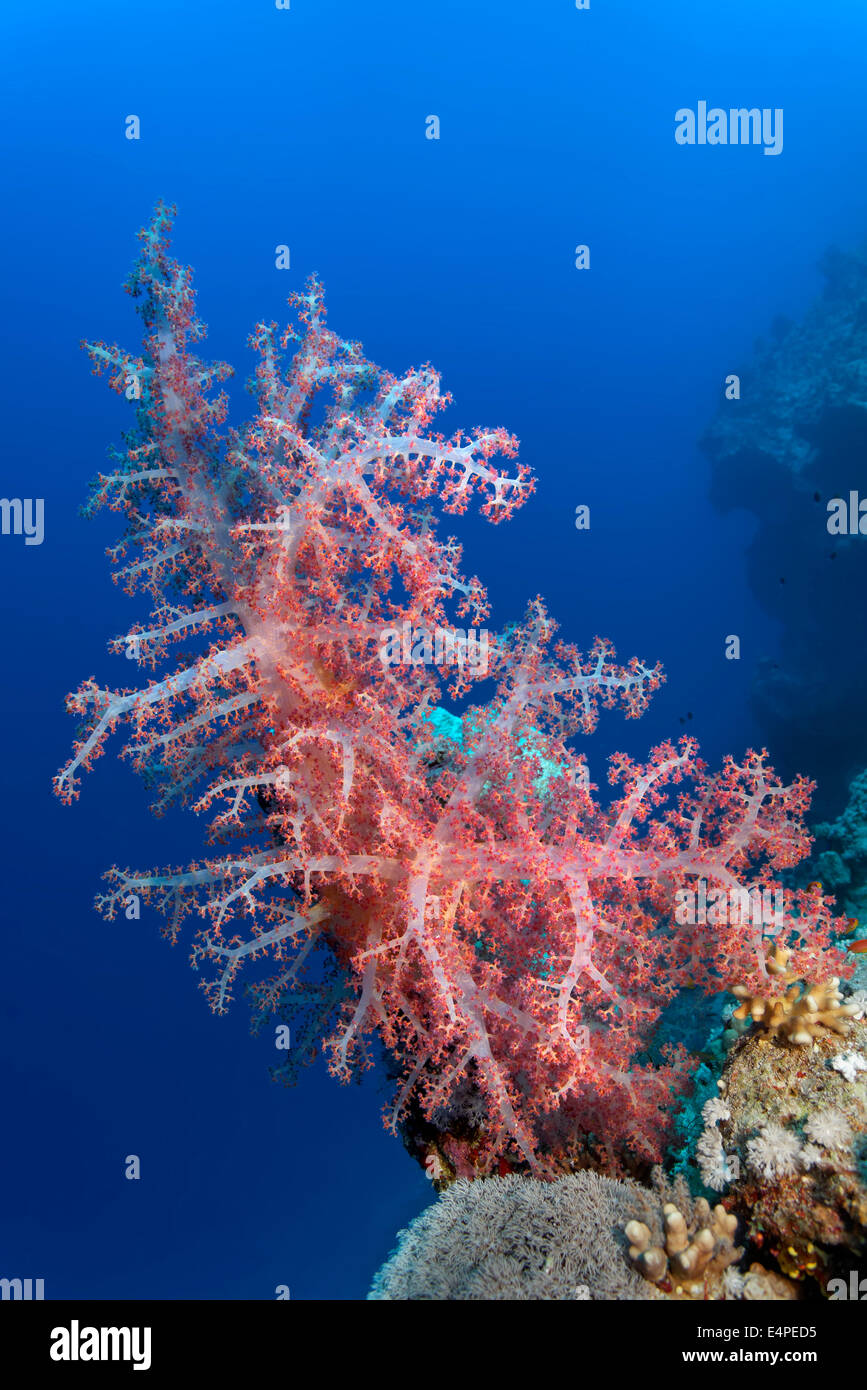 Large Klunzinger's Soft Coral (Dendronephthya klunzingeri) in front of the steep wall of a coral reef, at dive site Shaab Sharm Stock Photo
