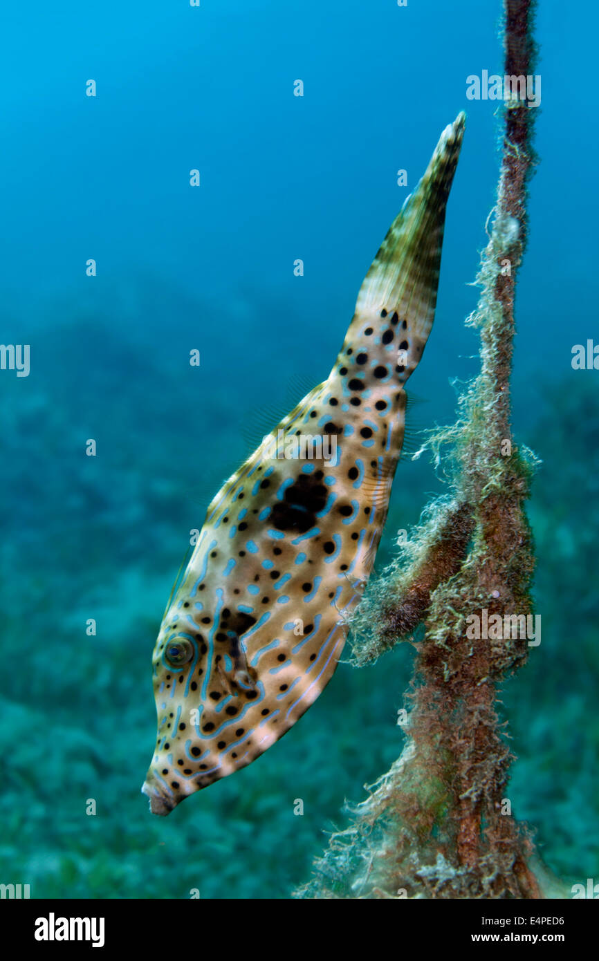 Scrawled Filefish (Aluterus scriptus) at a rope, Red Sea, Egypt Stock Photo