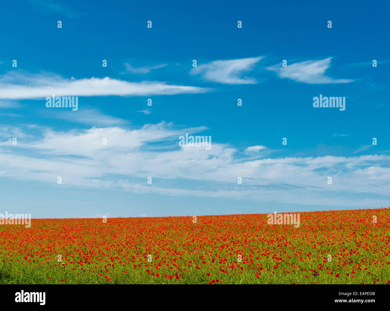 Field with corn poppies (Papaver rhoeas), Rügen, Mecklenburg-Western Pomerania, Germany Stock Photo