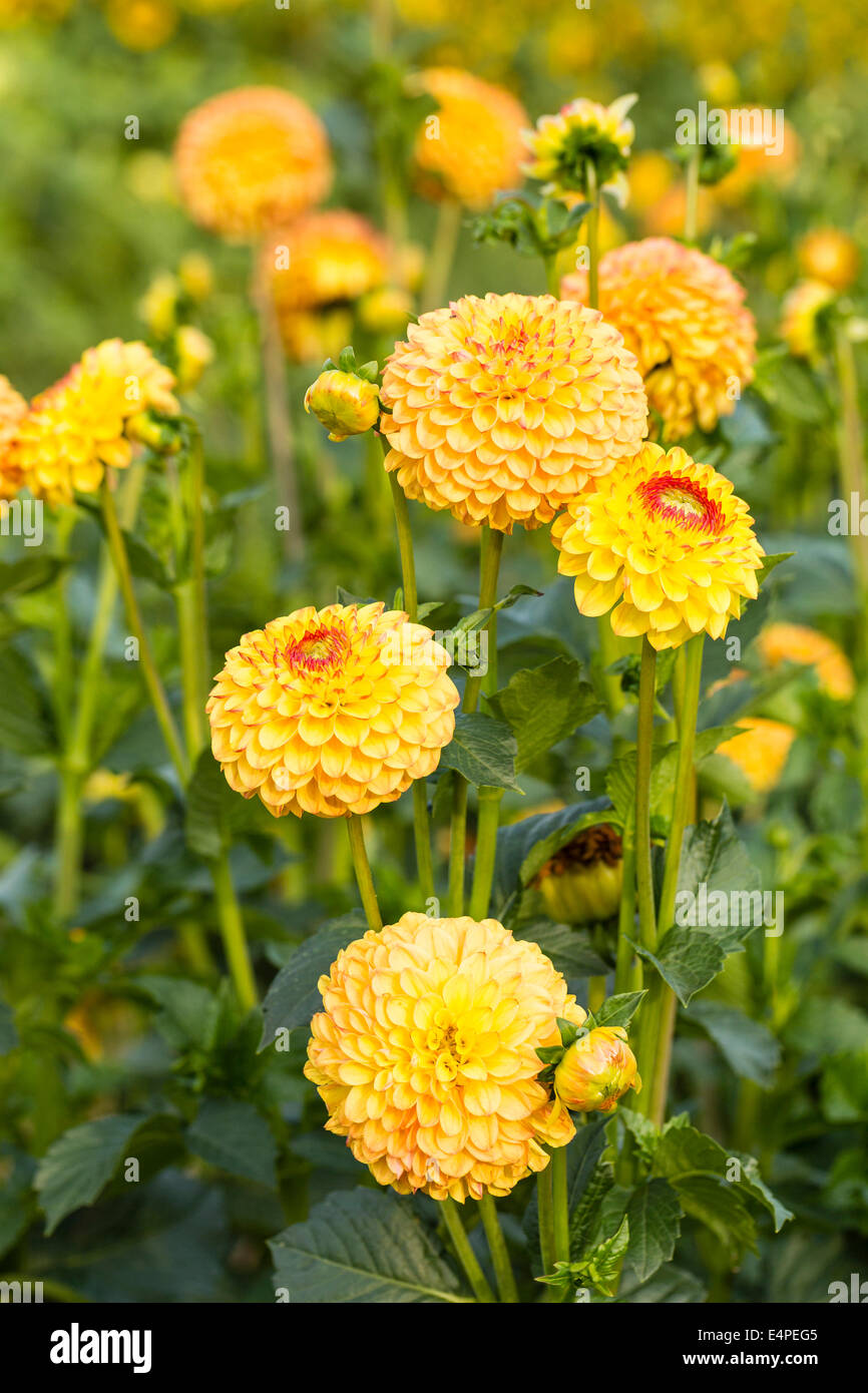 Field Yellow Dahlias High Resolution Stock Photography and Images - Alamy