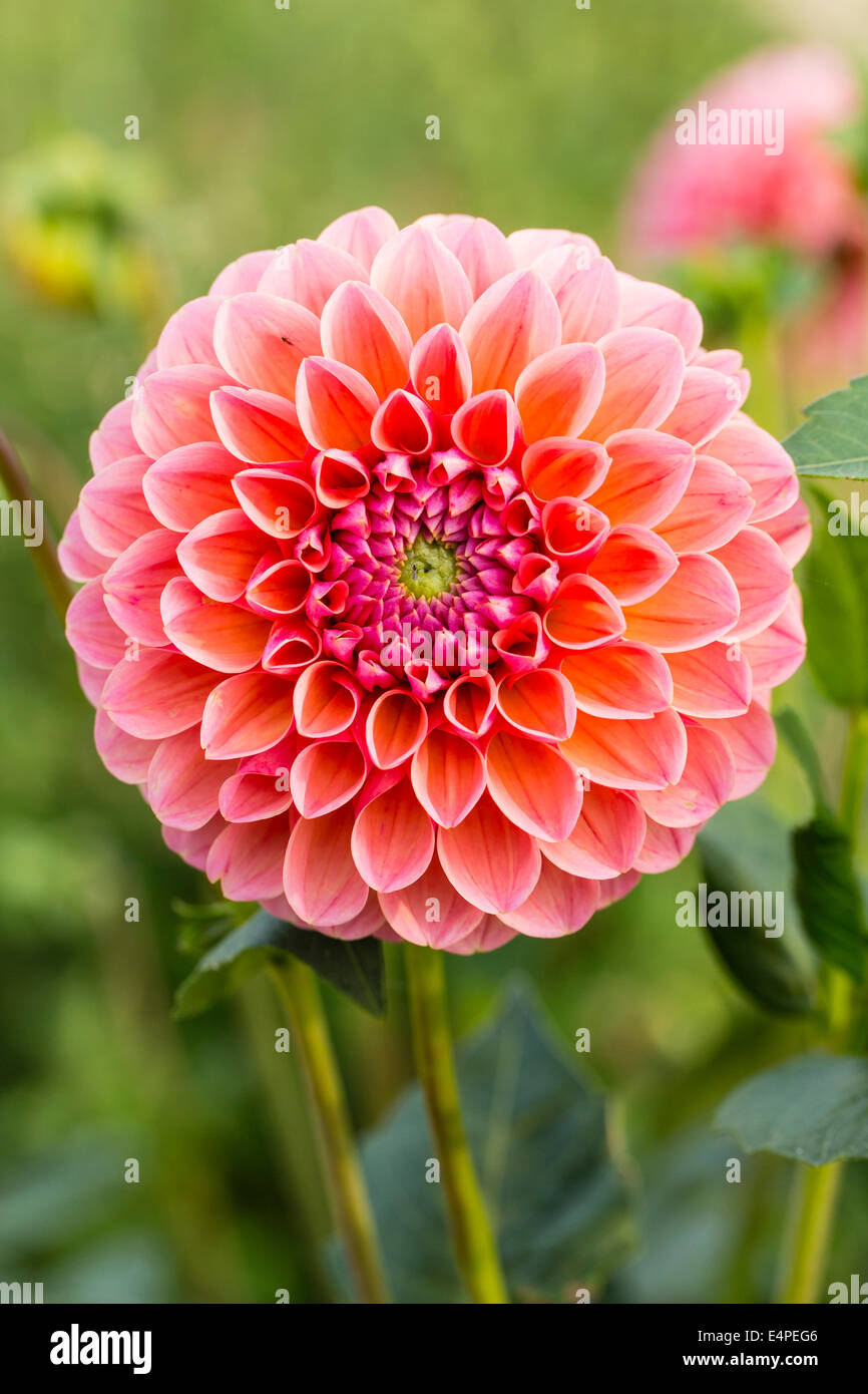 Pink dahlia dahlia sp hi-res stock photography and images - Alamy
