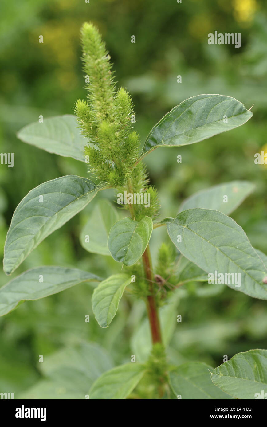 amaranth, amaranthus bouchonii Stock Photo