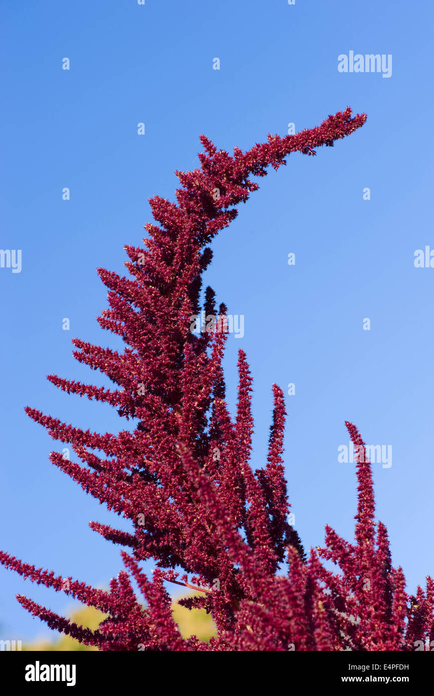 amaranth, amaranthus paniculatus Stock Photo