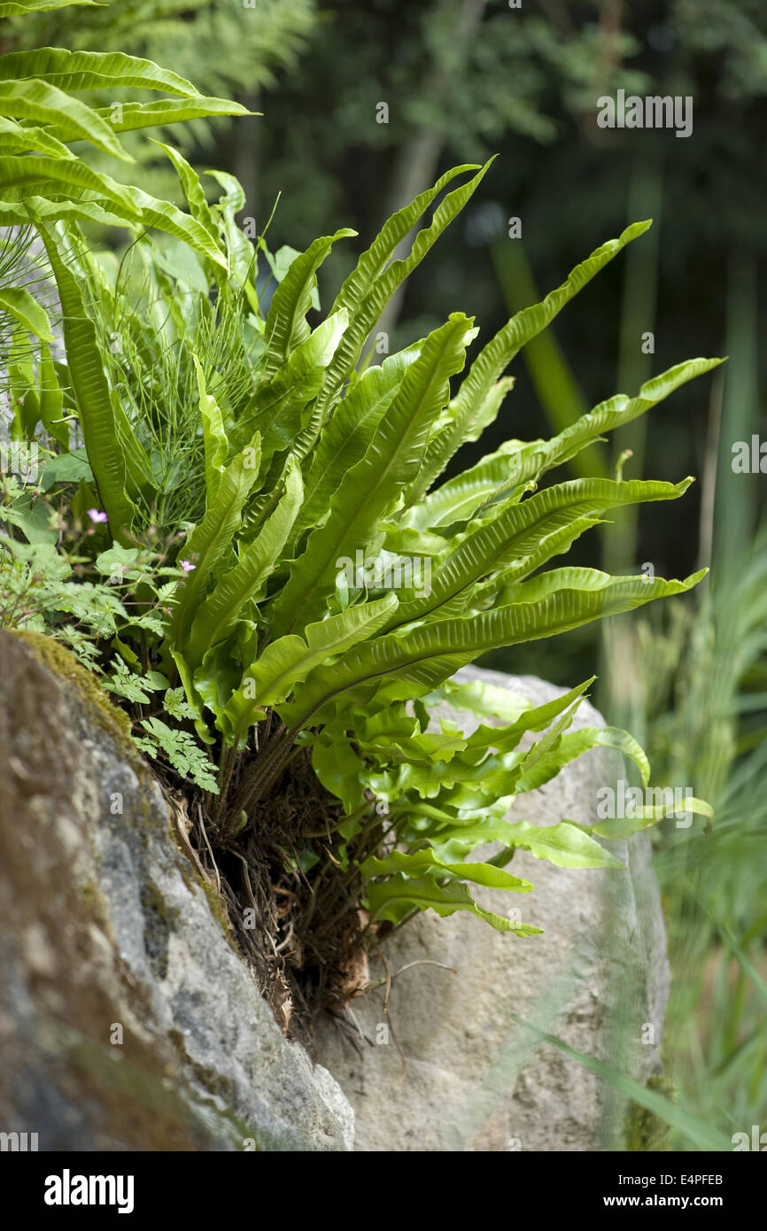 hart's-tongue fern, asplenium scolopendrium Stock Photo
