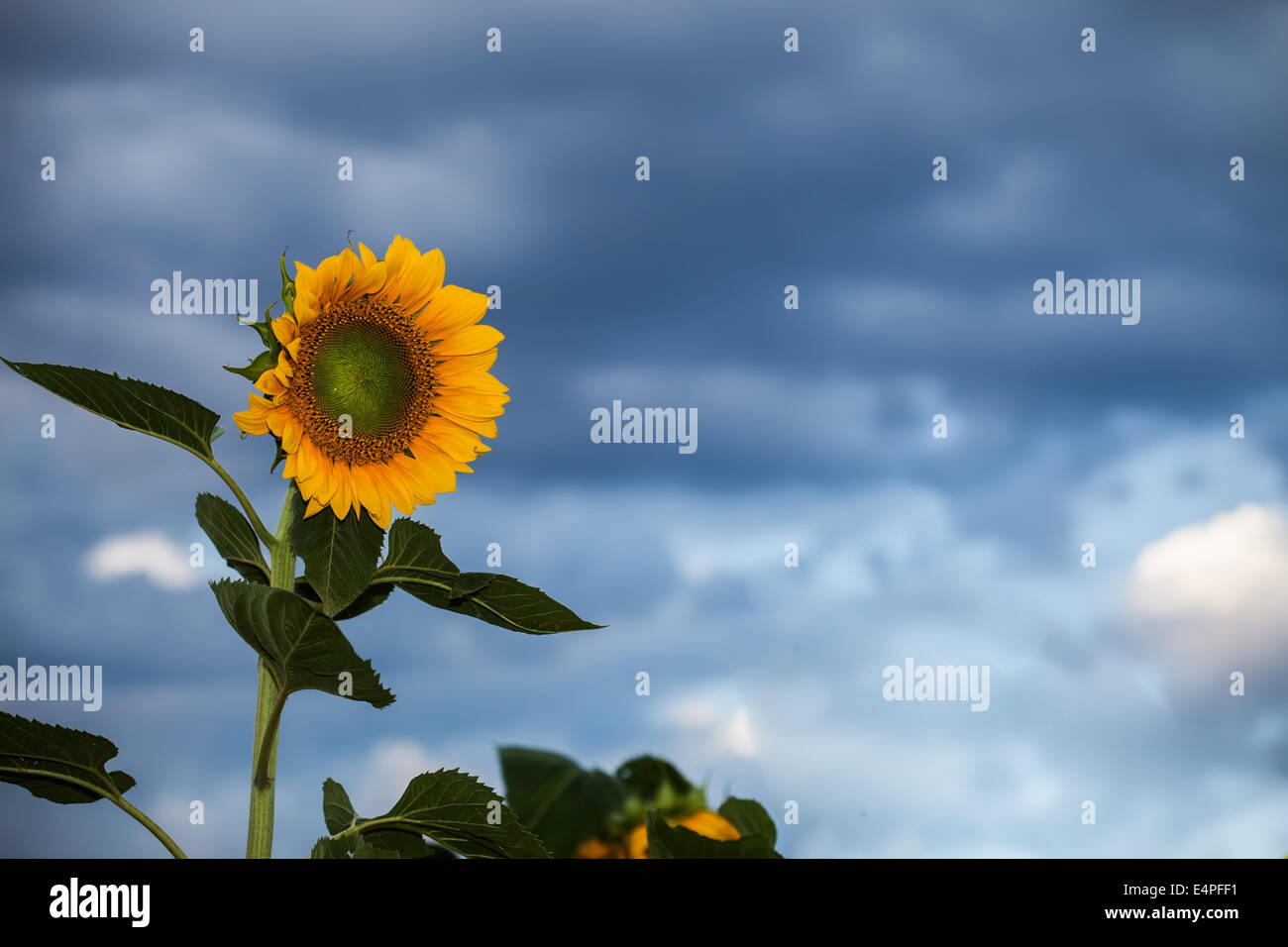 Beautiful sunflowers in the field with bright blue sky Stock Photo - Alamy