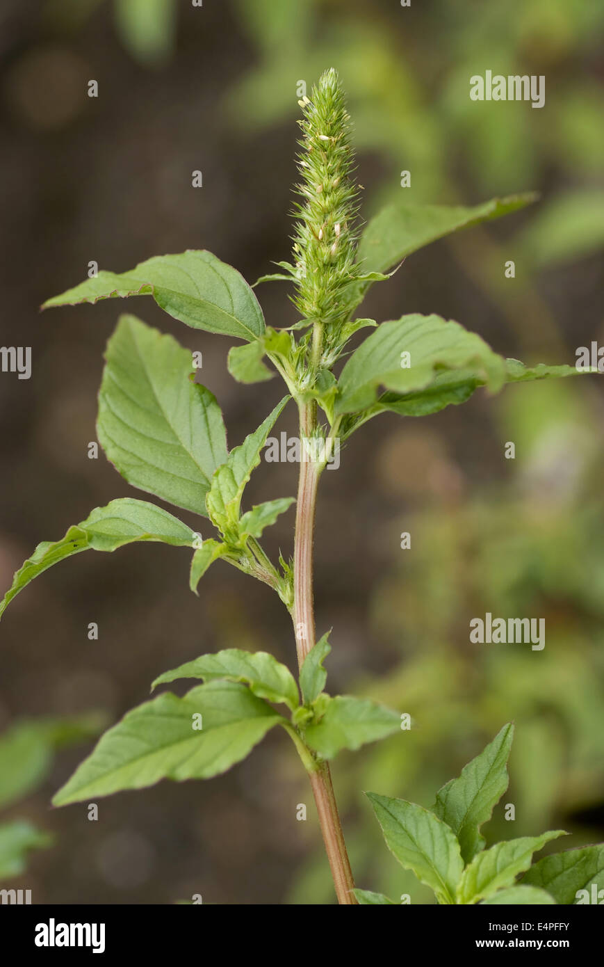 blood amaranth, amaranthus cruentus Stock Photo