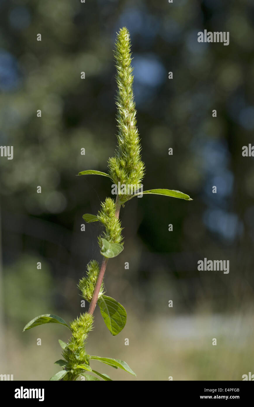 green amaranth, amaranthus powellii Stock Photo