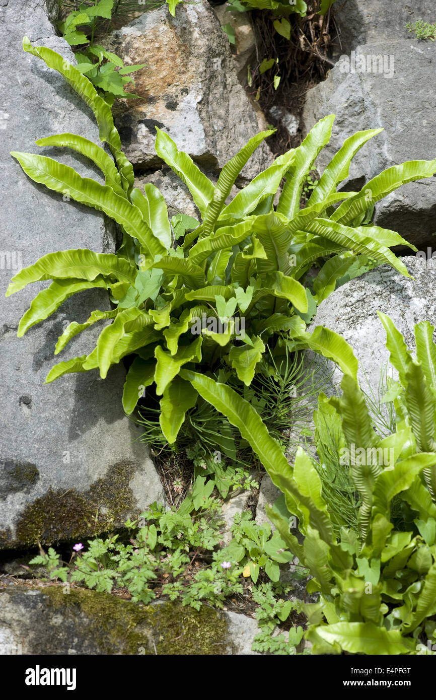 hart's-tongue fern, asplenium scolopendrium Stock Photo