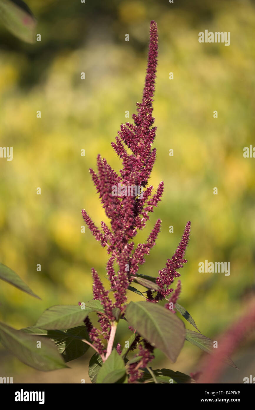 amaranth, amaranthus paniculatus Stock Photo