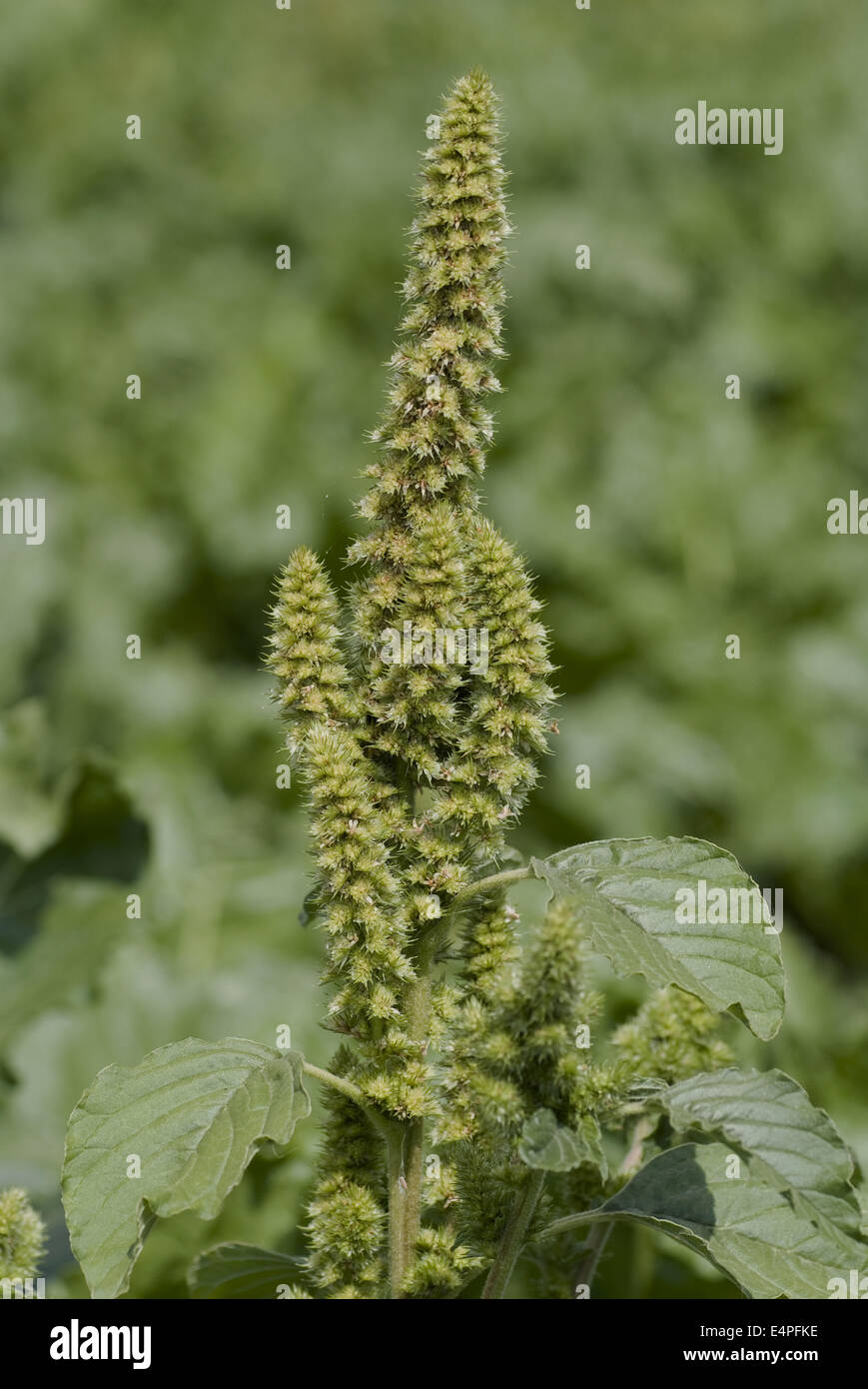 red-root amaranth, amaranthus retroflexus Stock Photo