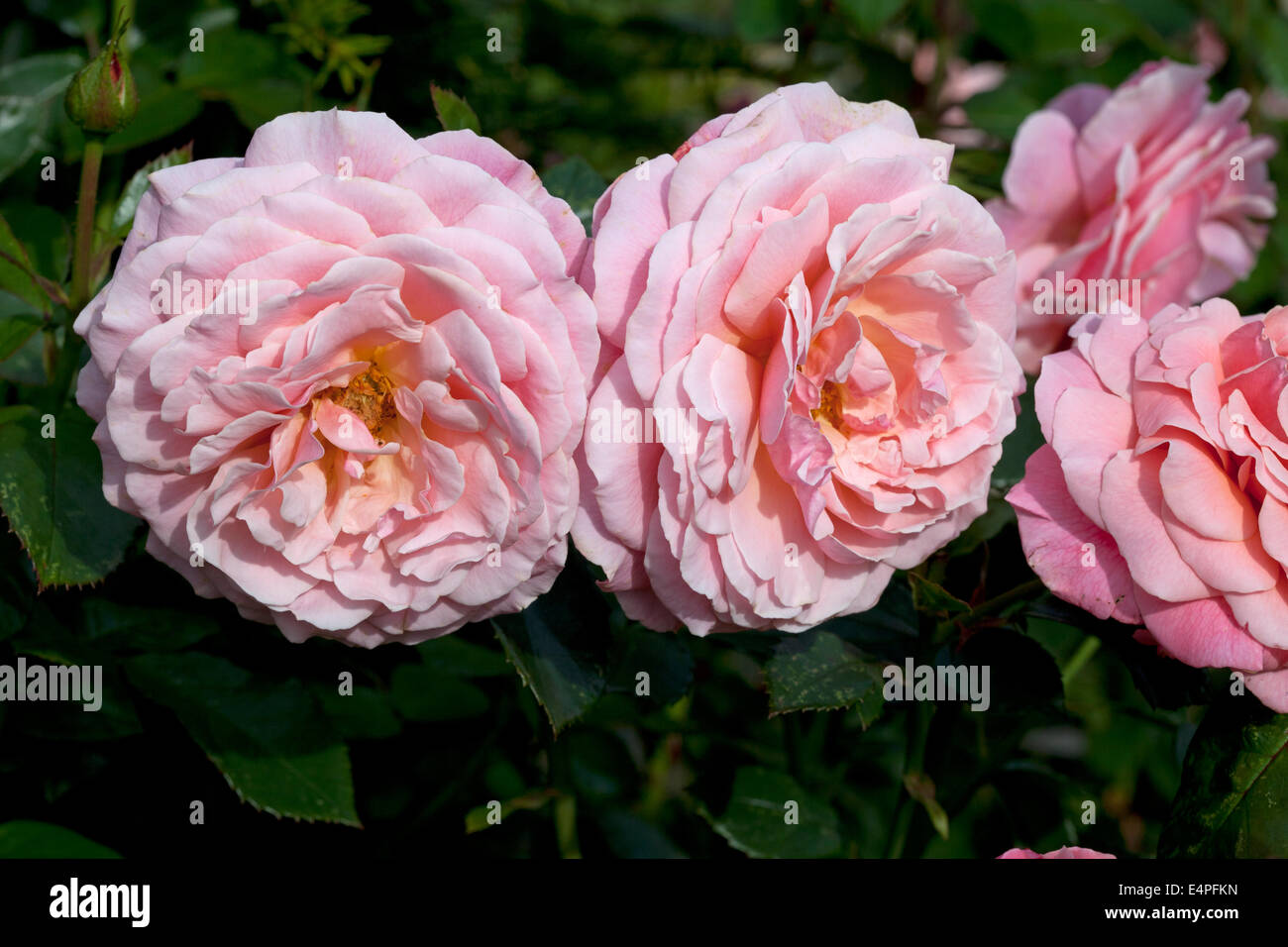 Rosa 'Tickled Pink' Stock Photo