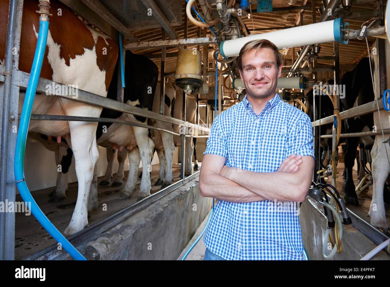 Portrait Of Farmer With Cattle In Milking Shed Stock Photo