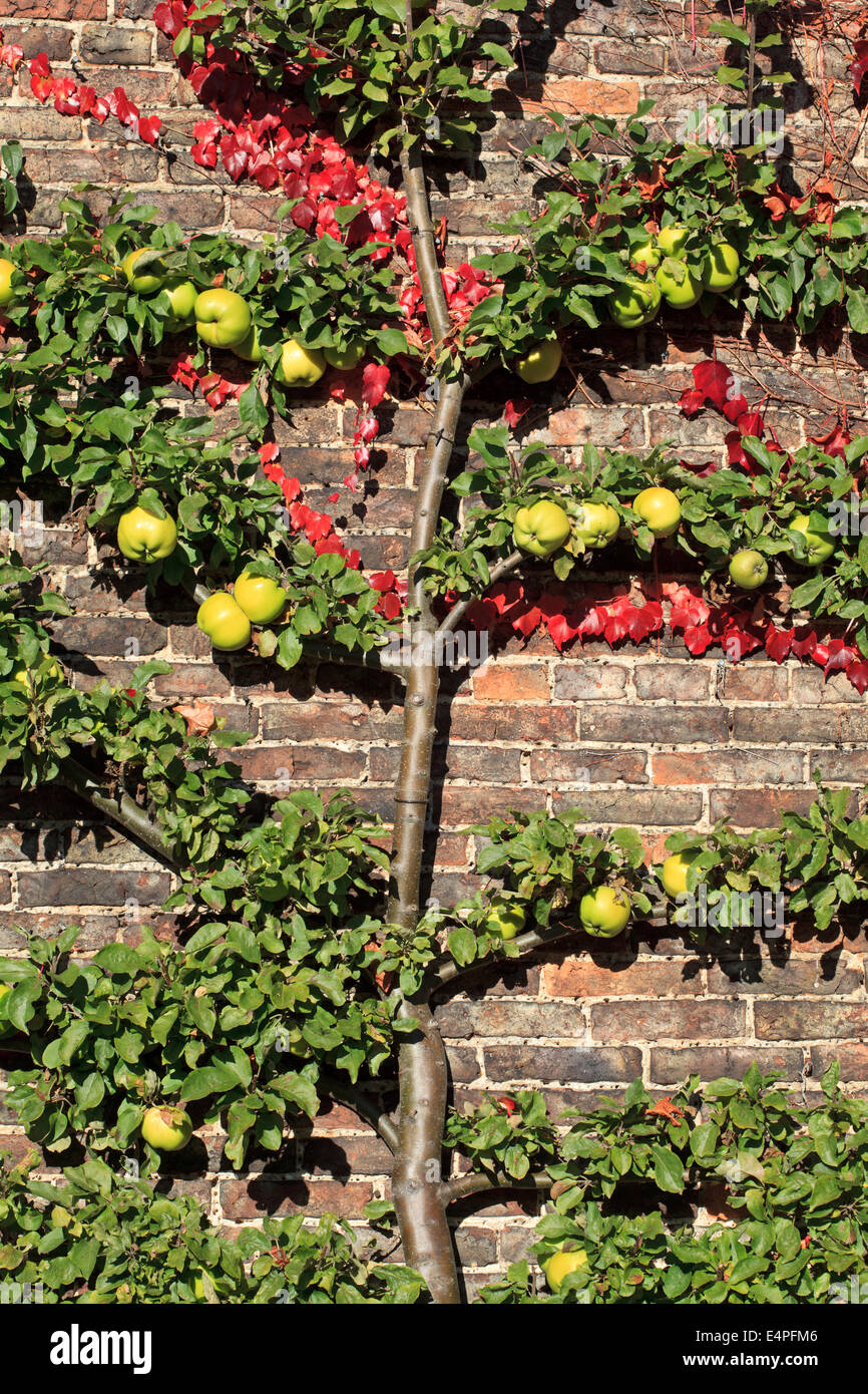 Espaliered apples against house wall Stock Photo
