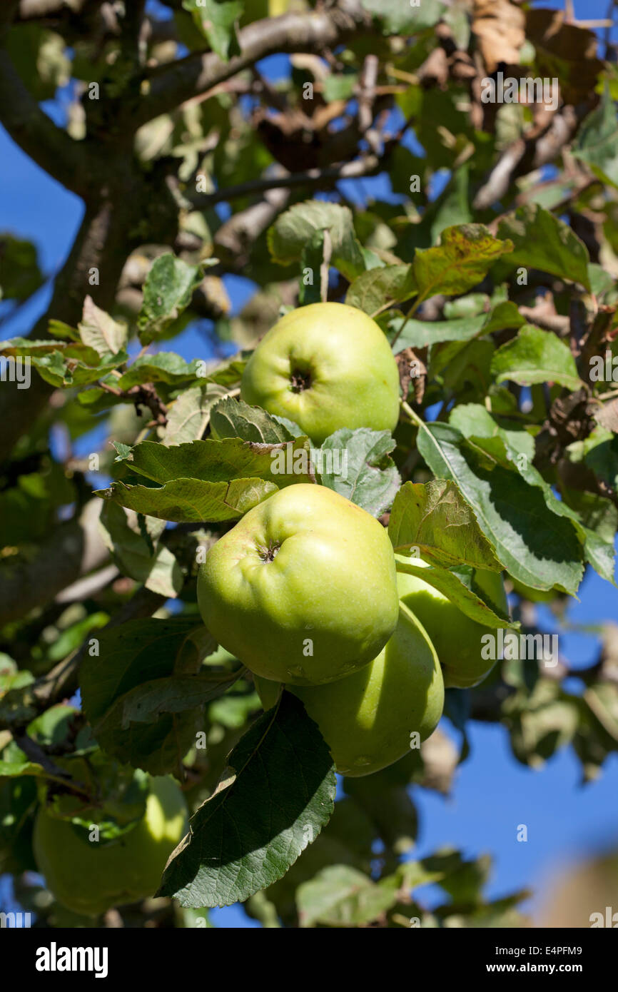 Apple 'Gooseberry' Stock Photo