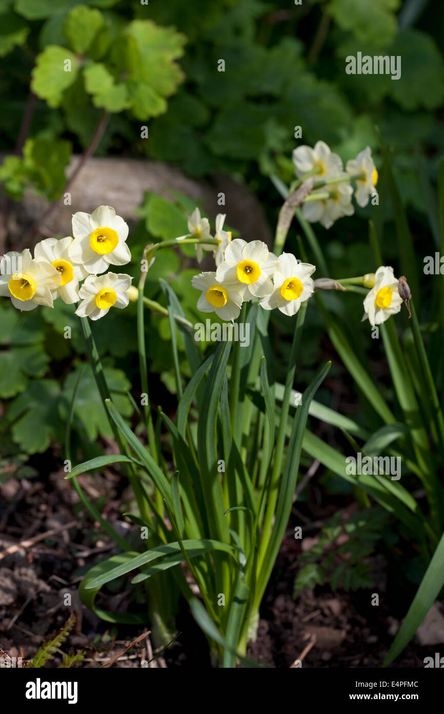 Dwarf Daffodil 'Minnow' Stock Photo
