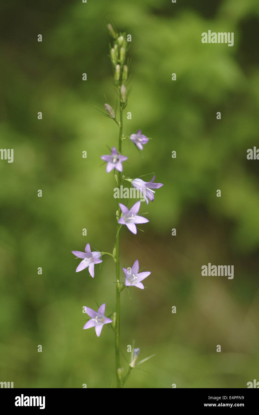 rampion bellflower, campanula rapunculus Stock Photo Alamy