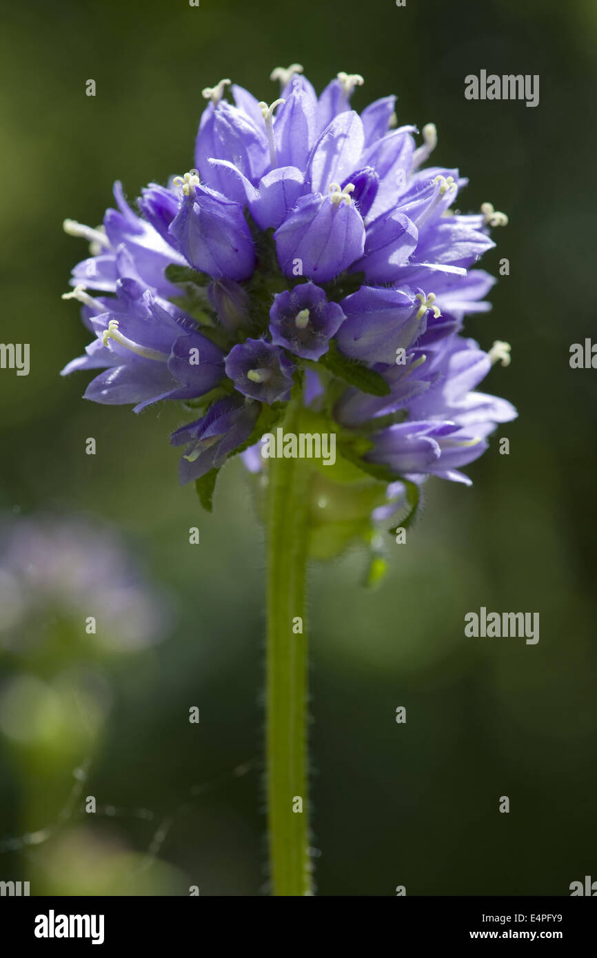 bristly bellflower, campanula cervicaria Stock Photo