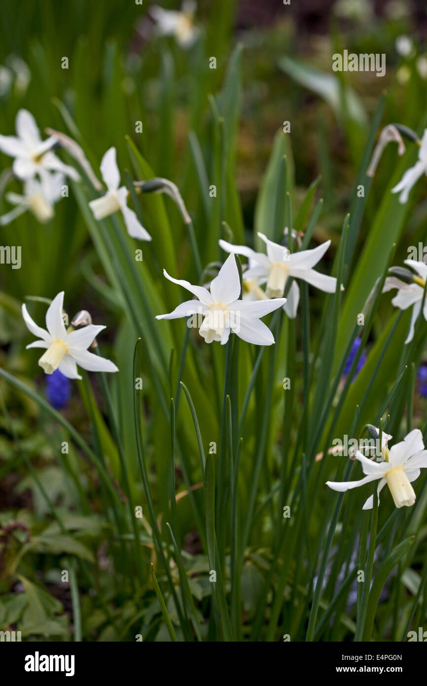 'Narcissus  'W. P. Milner' Stock Photo
