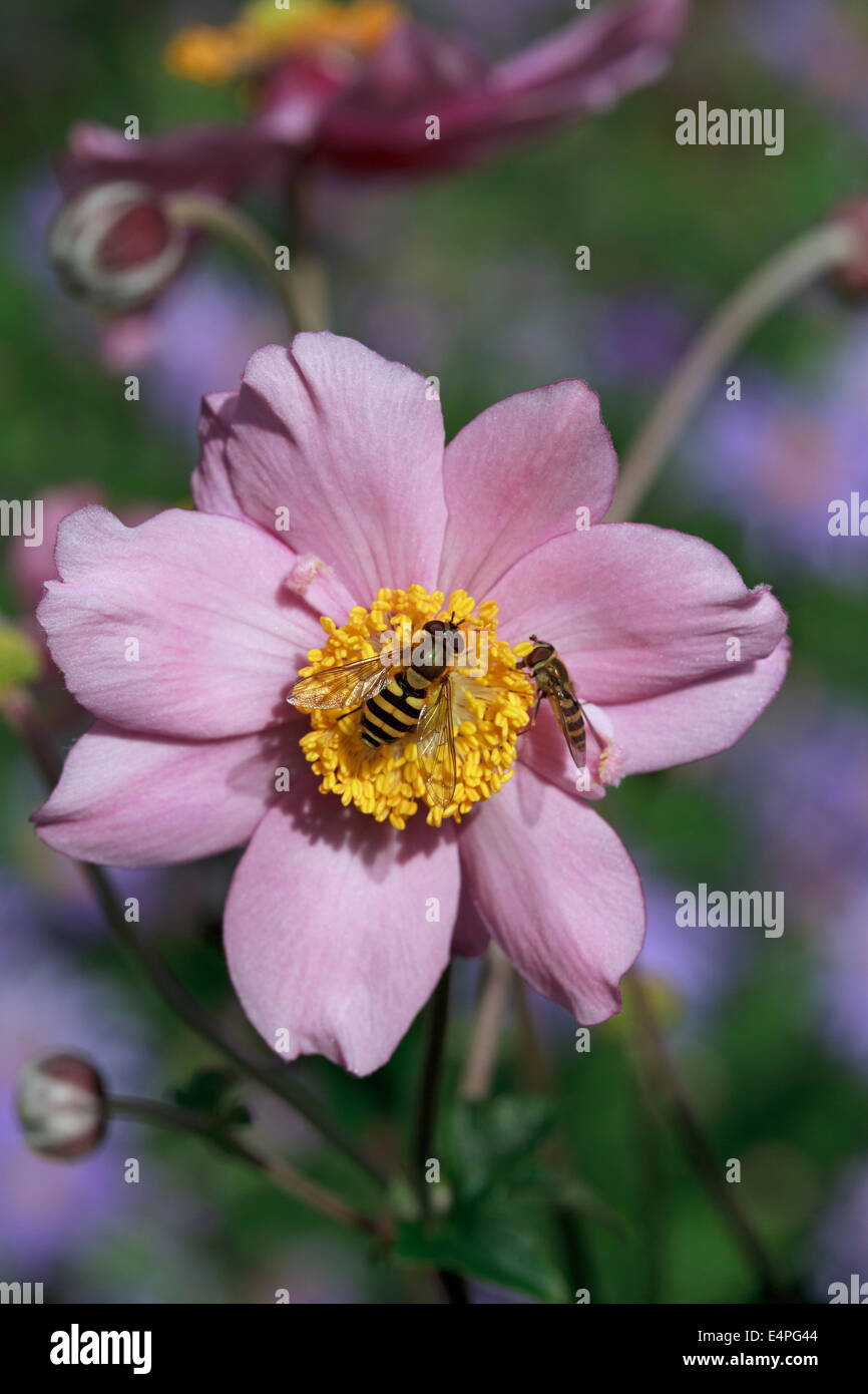 Anemone hybrida 'Serenade' - Japanese Anemone - with Hoverflys Stock Photo