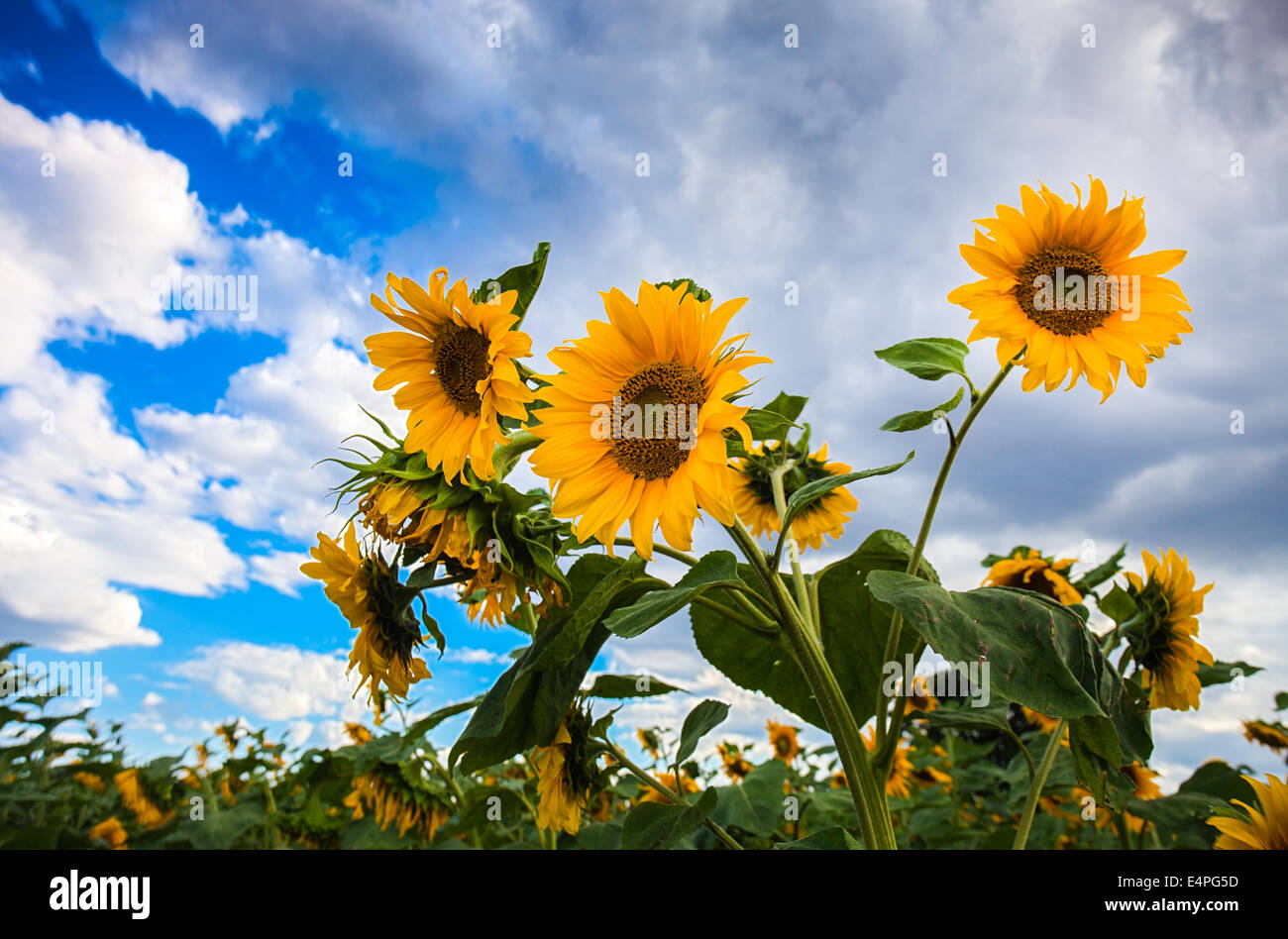 Beautiful sunflowers in the field with bright blue sky Stock Photo - Alamy