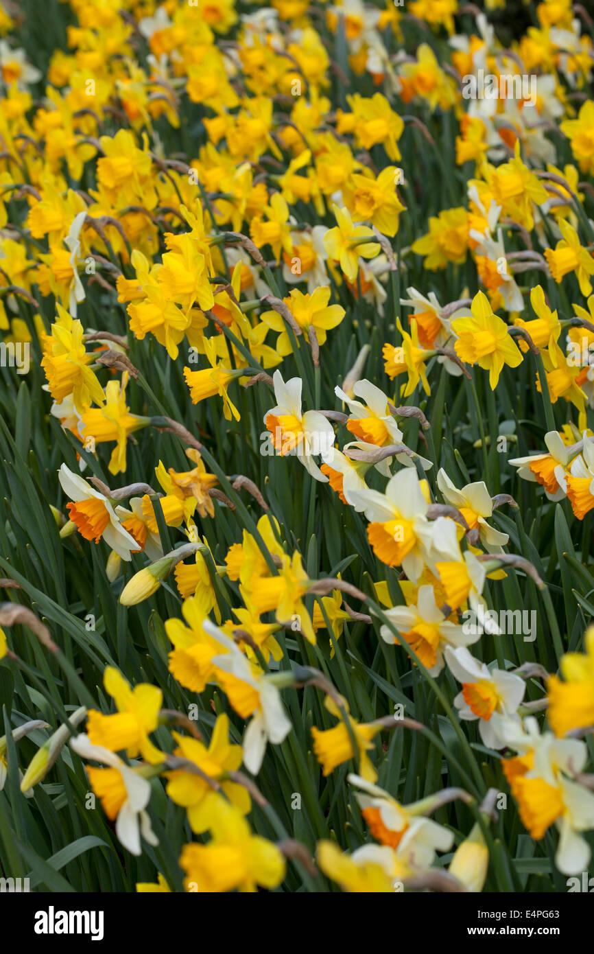 Saint patricks hires stock photography and images Alamy
