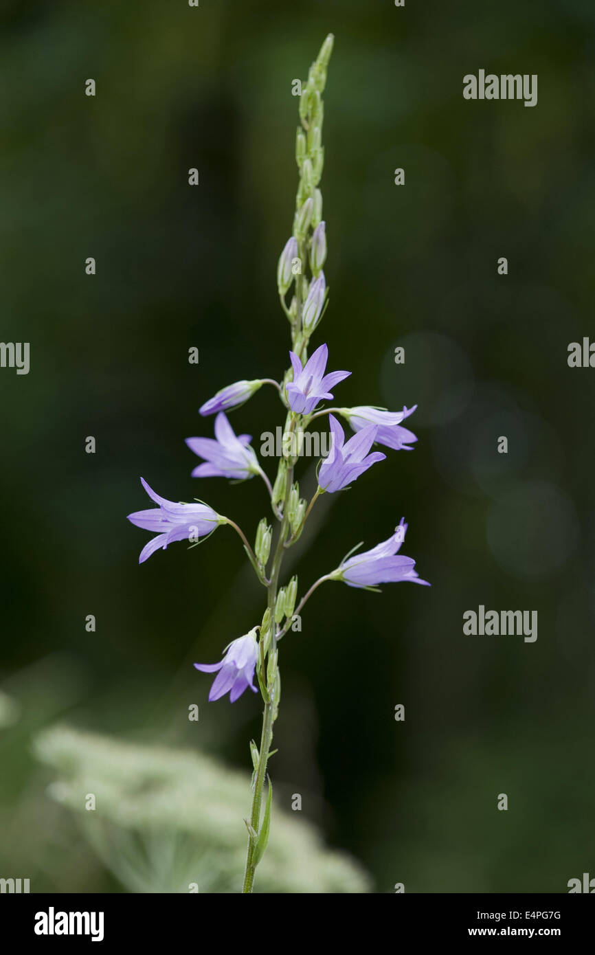 rampion bellflower, campanula rapunculus Stock Photo