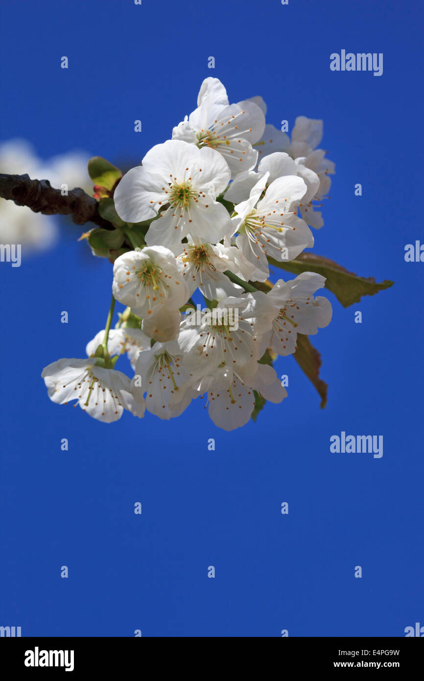 Prunus serotina - cherry blossom & bright blue sky Stock Photo